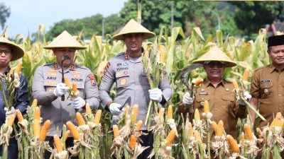 Perkuat Ketahanan Pangan Polres Blitar Kota bersama Forkopimda Panen Raya Jagung Kuartal III