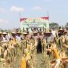 Panen Raya Jagung Serentak, Polres Nganjuk Sumbang 10 Ton di Kuartal III 2025