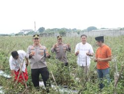 Kapolres Nganjuk Tinjau Panen Raya Tomat Dukung Program Ketahanan Pangan dan MBG