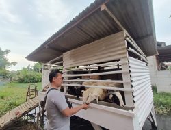 Usaha Jual Beli Kambing Domba “Th38rother’s farm” Hadir di Karang Bahagia