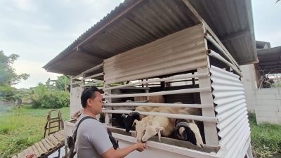 Usaha Jual Beli Kambing Domba “Th38rother’s farm” Hadir di Karang Bahagia