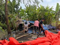 Respon Cepat 110 Polresta Sidoarjo Bongkar Arena Sabung Ayam di Ploso Krembung