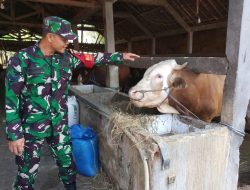 Babinsa Balongpanggang Dorong Peternakan Sapi Ramah Lingkungan di Kedungpring