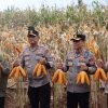 ‎Kapolda Jatim dan Gubernur Panen Jagung di Green Farm Banyuwangi Penuhi Target Swasembada Pangan ‎  WMC||‎BANYUWANGI – Kapolda Jawa Timur, Irjen Pol. Drs.  Nanang Avianto, M.SI, bersama  Gubernur Jawa Timur Khofifah Indar Parawansa melaksanakan panen raya Jagung di kawasan Pusat Pelatihan Pertanian Taruna Bumi, Green Farm Banyuwangi, Jawa Timur, Sabtu (28/2/2026).  Lahan jagung di bawah pengelolaan Himpunan Kerukunan Tani Indonesia (HKTI) itu masuk dalam rencana tata tanam jagung Polda Jawa timur kuartal empat tahun 2025.   Kapolda Jatim Irjen Nanang Avianto mengatakan, Varietas jagung Jendral di lahan seluas 50 hektar tersebut sebagai pemenuhan target swasembada pangan Nasional Jatim.  Kapolda Jatim juga menyatakan, hasil panen Pelatihan Pertanian Taruna ini sebagai bentuk komitmen Polda Jatim dalam mewujudkan program Asta Cita Presiden Prabowo Subianto terkait ketahanan pangan.  “Polri diberi tanggung jawab oleh Bapak Presiden untuk komoditas jagung, jadi kita terus melakukan upaya peningkatan baik kuantitas maupun kualitas dan menjaga target swasembada pangan Nasional,” ujar Irjen Pol Nanang.  Ia menambahkan, Polda Jawa Timur juga telah menyiapkan gudang di Desa Pacing Kecamatan Bangsal Kabupaten Mojokerto.  Gudang yang dibangun di atas lahan 10.500 meter persegi milik SPN Polda Jatim itu untuk menampung jagung hasil panen para petani yang diserap Bulog.  “Kami sudah menyiapkan gudang di Mojokerto yang digunakan untuk menampung khusus jagung dengan kapasitas 4.000 ton,” kata Irjen Nanang.  Selain itu lanjut Irjen Nanang, Polda Jatim saat ini tengah menyiapkan teknologi dan area pengeringan untuk jagung guna menjaga kualitas jagung Jatim yang menjadi penyokong 30% kebutuhan jagung Nasional.   Tak hanya itu, Polda Jatim juga akan menyiapkan pemasaran guna meningkatkan kesejahteraan petani.  “Saat ini kami sedang menyiapkan pengeringan sehingga bisa menjaga kualitas dari jagung itu. Dan ini nanti akan kita bantu pemasaran paling tidak nanti bisa memberikan kesejahteraan bagi petani,” pungkas Irjen Nanang.   red/tim