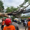 Petugas Gabungan Evakuasi Pohon Tumbang Akibat Hujan Disertai Angin Kencang di Sidoarjo