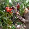 Aksi Koramil 0831/04 Sukolilo Bersihkan Pohon Tumbang Pasca Puting Beliung