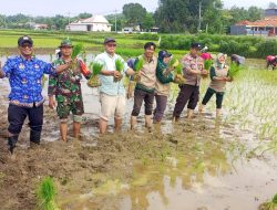 Babinsa Koramil 02/Socah Tanam Padi Bersama, Tingkatkan Ketahanan Pangan