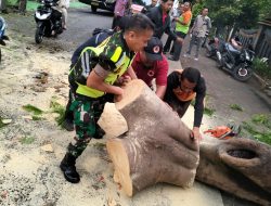 Babinsa Bersama BNPB Dan Warga Evakuasi Pohon Tumbang