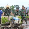 Demplot Padi di Ngantru, Langkah Strategis Dukung Ketahanan Pangan Nasional