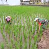 Babinsa Koramil 17/Sangkapura Kodim 0817/Gresik Dampingi Petani Bersihkan Gulma di Dusun Gandaria