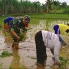 Babinsa Bendorejo Udanawu Dampingi Tanam Padi Beri Semangat Pada Poktan Maju Tani