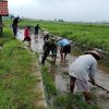 Poktan Berkah Tani Di Dampingi Babinsa Optimalkan Saluran Irigasi 20 Ha Lahan Sawah Di Kaliboto