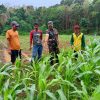 Babinsa Koramil 0817/17 Sangkapura Dampingi Petani dalam Pemupukan Jagung di Desa Suwari