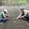 Bhabinkamtibmas Desa Senjayan Bersama Warga Manfaatkan Lahan Sela untuk Dukung Ketahanan Pangan