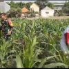 Babinsa Bersama Petani Bersihkan Gulma Pada Tanaman Jagung