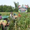 Polres Madiun Kota Panen Raya Jagung Untuk Dukung Ketahanan Pangan Nasional