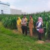 Kolaborasi Polres Pasuruan Kota dan Gapoktan Ubah Lahan Kering 9,7 Hektare Jadi Ladang Jagung yang Subur