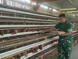Dukung Ketahanan Pangan dan MBG, Kodim 0805/Ngawi Budidaya Perikanan dan Peternakan