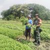 BABINSA KALIPADANG DAMPINGI PETANI SAYUR UNTUK MENINGKATKAN SEMANGAT DAN KETAHANAN PANGAN