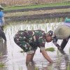 Dorong Percepatan Luas Tambah Tanam, Babinsa Rembang Turun Ke Sawah Bantu Petani