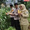 Manfaatkan Lahan Perkotaan, Polsek Kebon Jeruk dan Poktan 53 Bonjer Sukses Panen Perdana