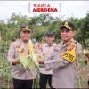 Kapolres OKI Panen Perdana Jagung di Lahan Ketahanan Pangan Polsek Pedamaran