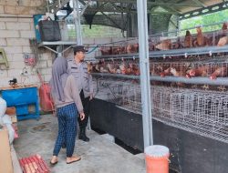 Bhabinkamtibmas Desa Keboan Anom Bersama Petani Ayam Petelur Laksanakan Pengecekan Kandang dan Persiapan Panen