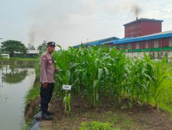 Polsek Krian Masifkan Program Ketahanan Pangan di Desa Ponokawan Krian