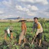 Bhabinkamtibmas Desa Sukorejo Turun ke Sawah, Dukung Petani Kembangkan Jagung untuk Ketahanan Pangan