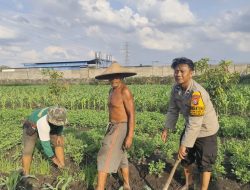 Bhabinkamtibmas Desa Sukorejo Turun ke Sawah, Dukung Petani Kembangkan Jagung untuk Ketahanan Pangan