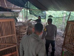 Polres Nganjuk Tindak Lanjut Dugaan Sabung Ayam di Bagor