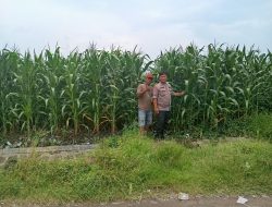 Bhabinkamtibmas Semampir Prambon Ajak Warga Optimalkan Lahan Jagung