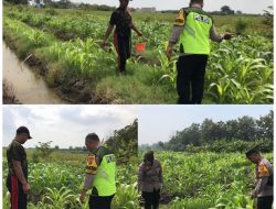 Bhabinkamtibmas Semambung Bersama Kelompok Tani Tinjau Perkembangan Tanaman Jagung