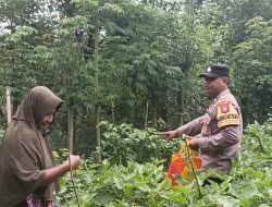 Bhabinkamtibmas Desa Senjayan Dukung Ketahanan Pangan dengan Monitoring Tanaman Terong