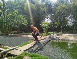Dukung Ketahanan Pangan, Polsek Baron Pantau Budidaya Lele di Desa Mabung