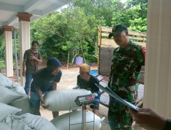 Babinsa Koramil 0829-04/Burneh melaksanakan Pendampingan Serap Gabah Bulog