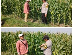 Bhabinkamtibmas Lengkong Pantau Lahan Jagung Warga untuk Dukung Ketahanan Pangan