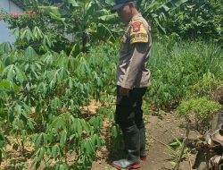 Bhabinkamtibmas Gondang Pantau Kebun Singkong Warga Dukung Ketahanan Pangan
