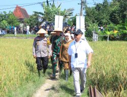 Dukung Ketahanan Pangan Kapolda Jatim Bersama Forkopimda Panen Raya Padi di Ngawi