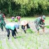 Babinsa Kodim Bojonegoro bantu Petani Wujudkan Ketahanan Pangan Nasional