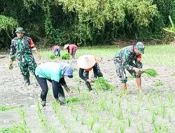 Babinsa Kodim Bojonegoro bantu Petani Wujudkan Ketahanan Pangan Nasional