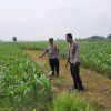 Polsek Patianrowo Dukung Ketahanan Pangan Lewat Pemantauan Lahan Jagung