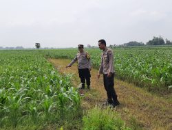 Polsek Patianrowo Dukung Ketahanan Pangan Lewat Pemantauan Lahan Jagung