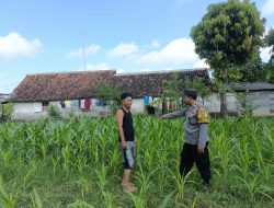 Bhabinkamtibmas Mancon Monitoring Lahan Jagung Warga Binaan