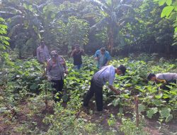 Panen Terong di Panen Terong di Polsek Wilangan, Warga Sekitar Kebagian Wilangan, Warga Sekitar Kebagian