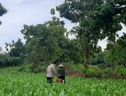 Dukung Ketahanan Pangan, Bhabinkamtibmas Polsek Lengkong Pantau Tanaman Jagung di Pekarangan Warga