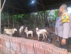 Pemantauan Ternak Dukung Ketahanan Pangan di Mabung