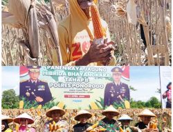 Petani di Ponorogo Puas dengan Jagung Hibrida Bhayangkara, Panen Melimpah dan Tahan Penyakit