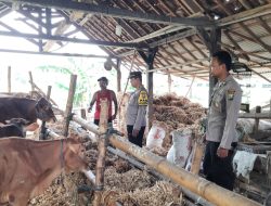 Manfaatkan Pekarangan, Polsek Patianrowo Dorong Ketahanan Pangan Lewat Peternakan Sapi