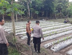Polsek Patianrowo Dukung Ketahanan Pangan Lewat Pemanfaatan Lahan Pekarangan